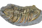Rare Treveropyge Trilobite - Issoumour, Morocco #376905-2